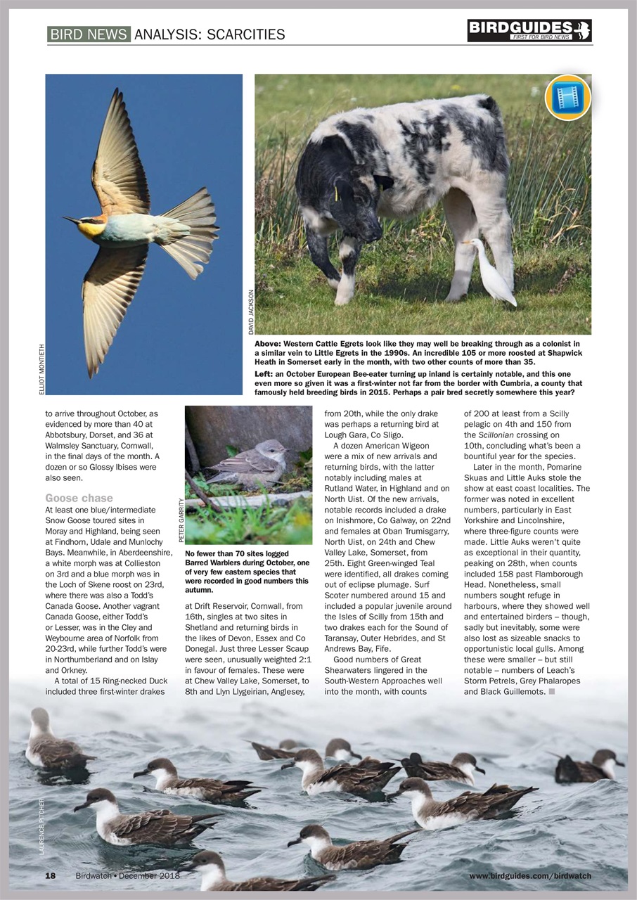 Birdwatch Magazine Preview Pages