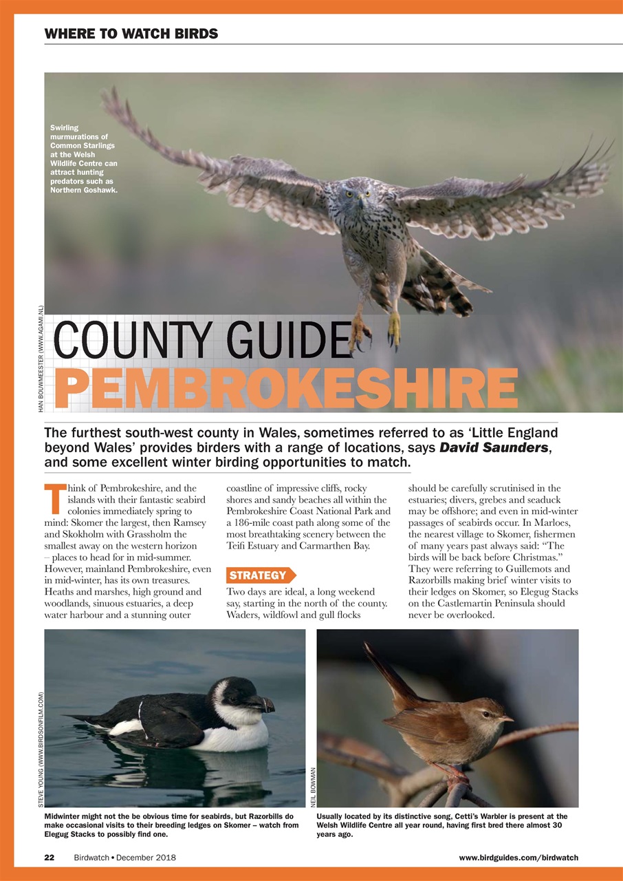 Birdwatch Magazine Preview Pages