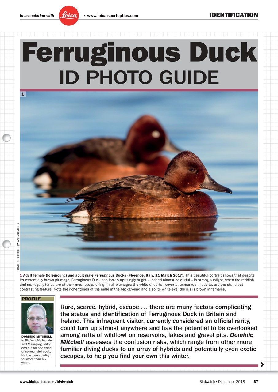 Birdwatch Magazine Preview Pages