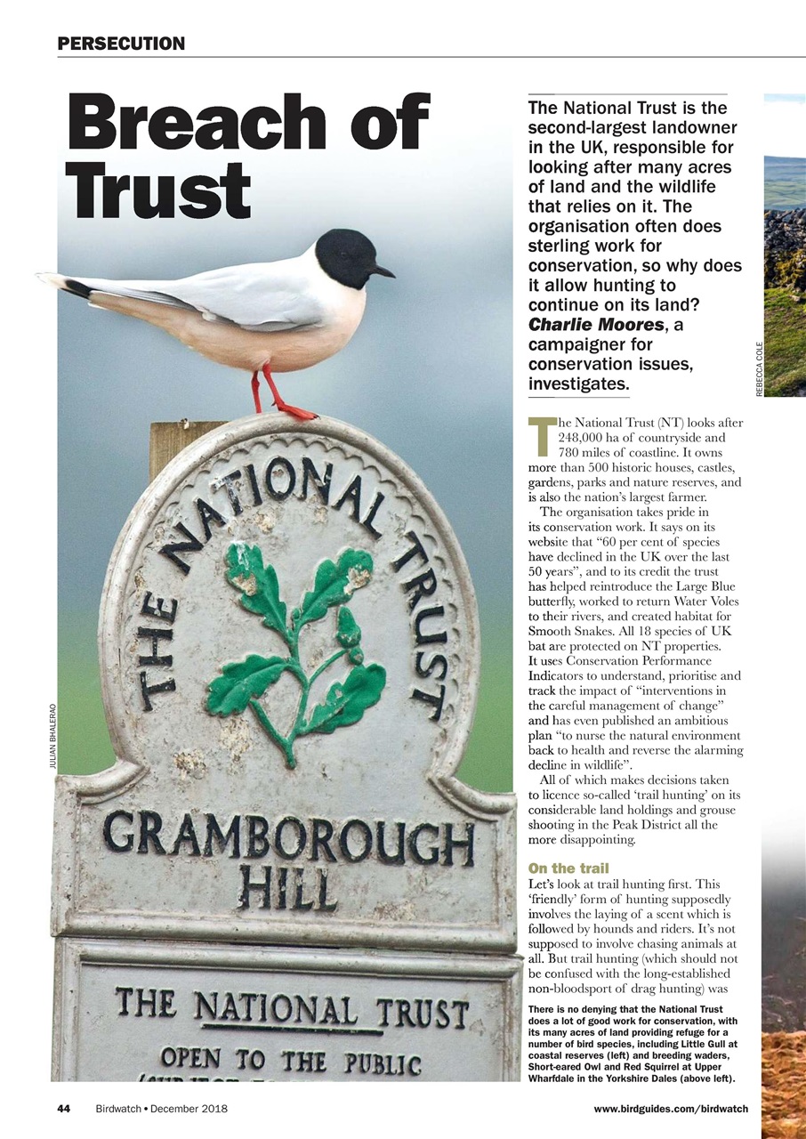 Birdwatch Magazine Preview Pages