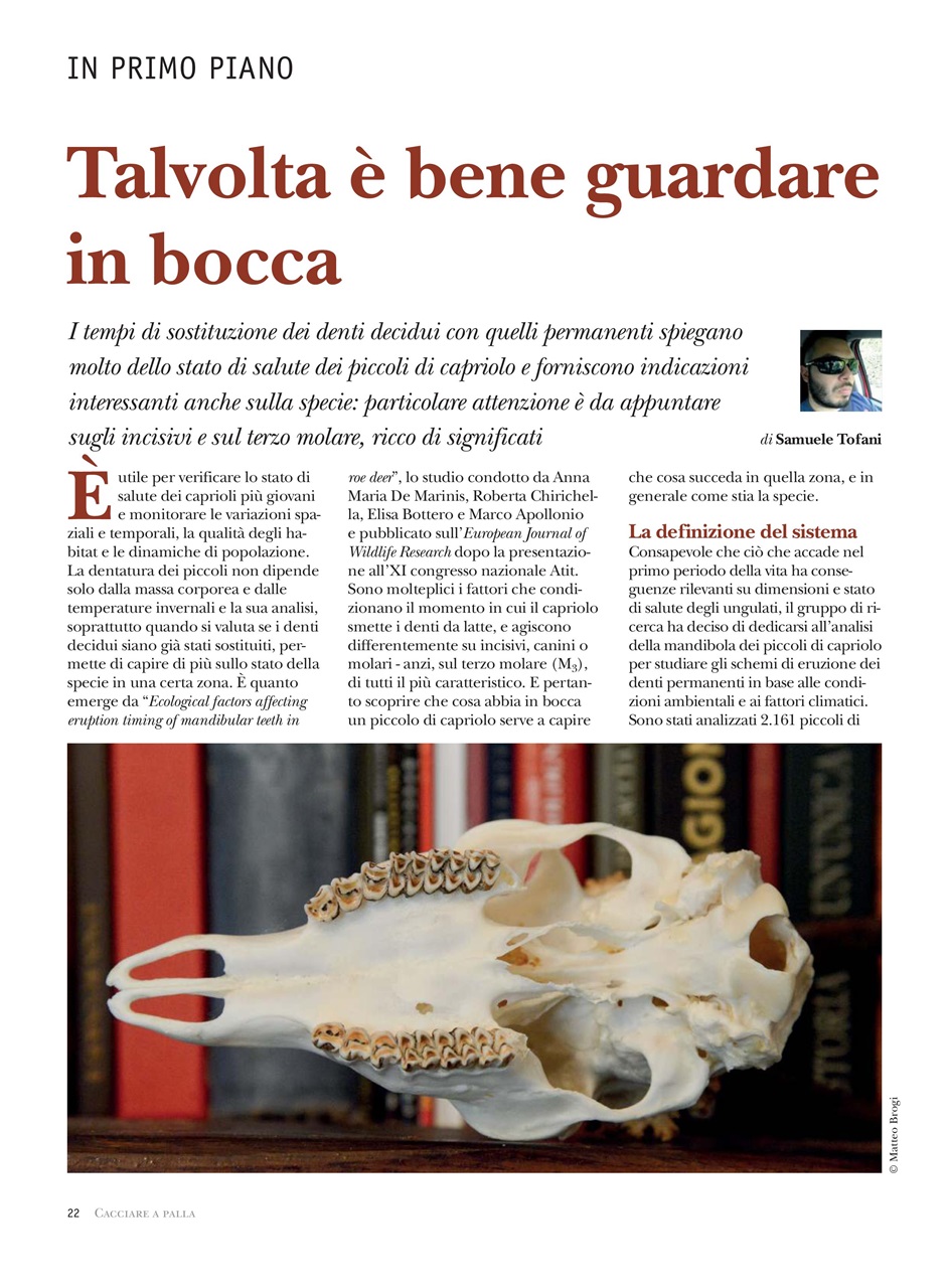 Caccia Magazine Preview Pages