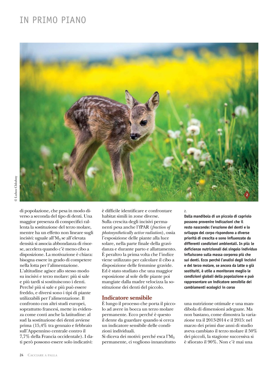 Caccia Magazine Preview Pages