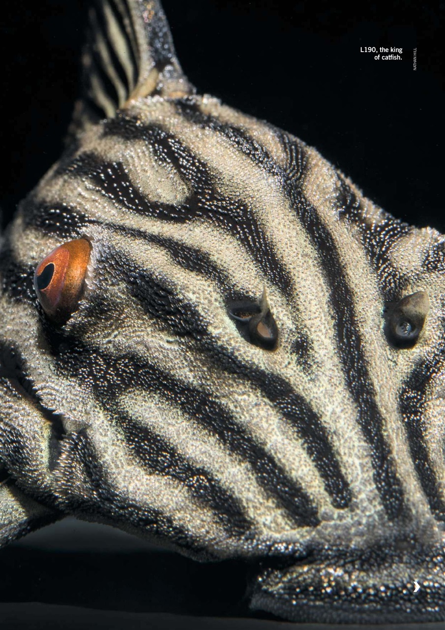 Practical Fishkeeping Preview Pages