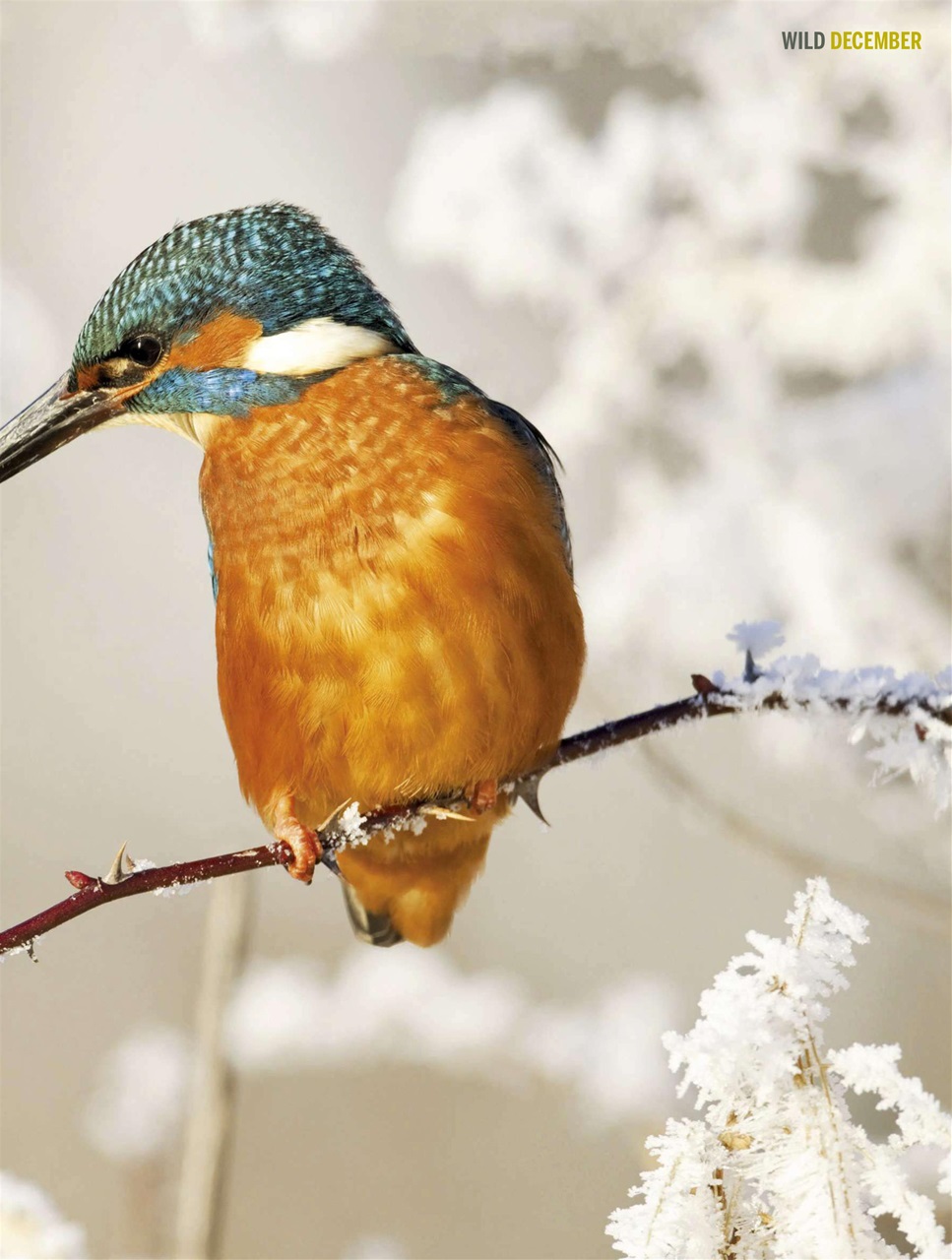 BBC Wildlife Magazine Preview Pages