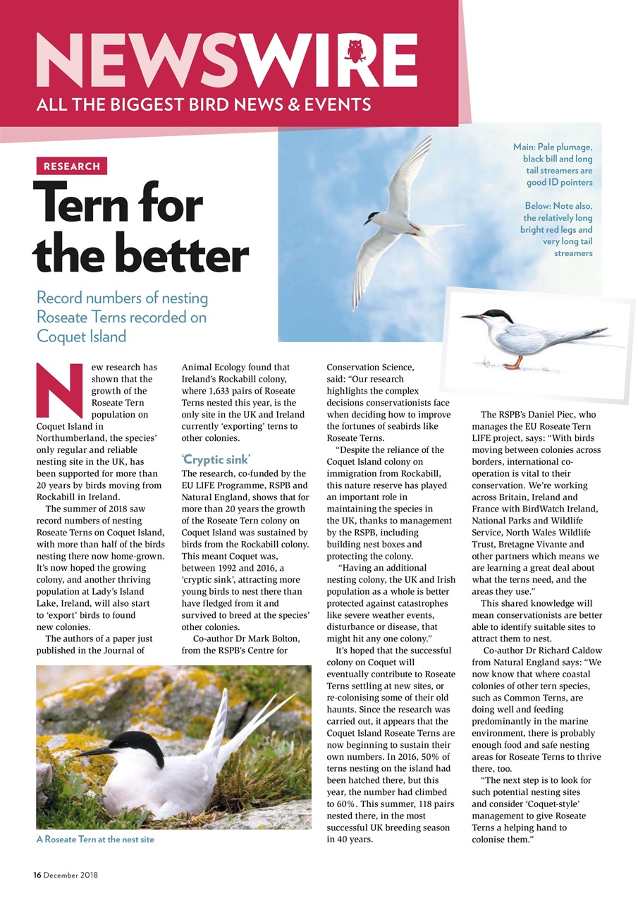 Bird Watching Preview Pages