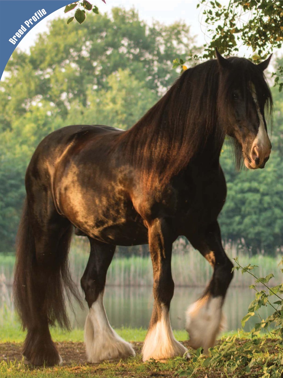 Blaze Magazine For Horse Crazy Kids Preview Pages