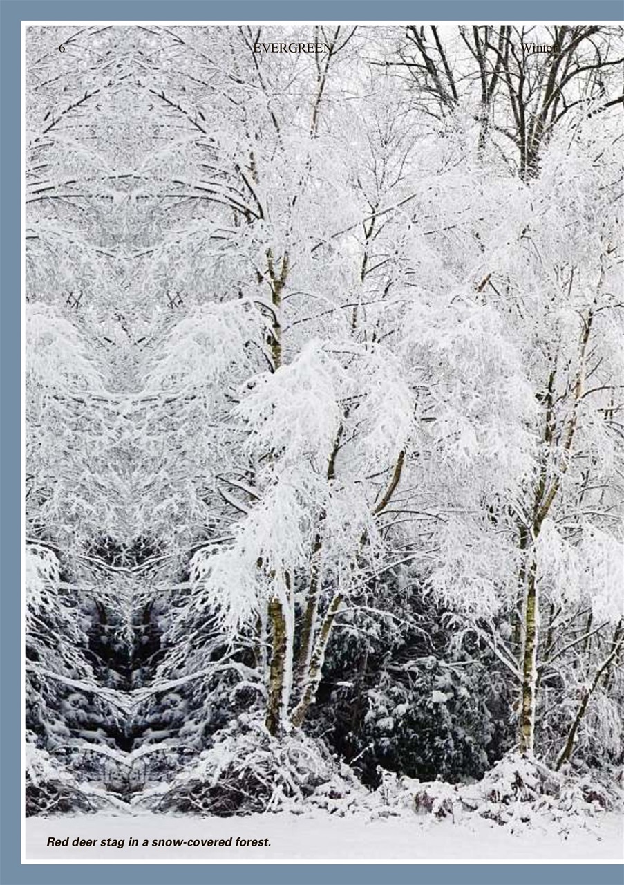 Evergreen Preview Pages