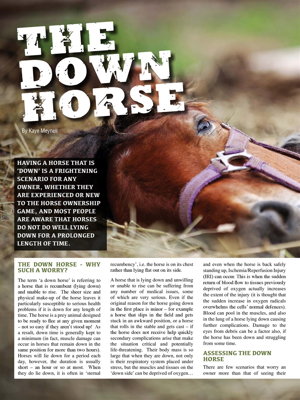 Hoofbeats Preview Pages