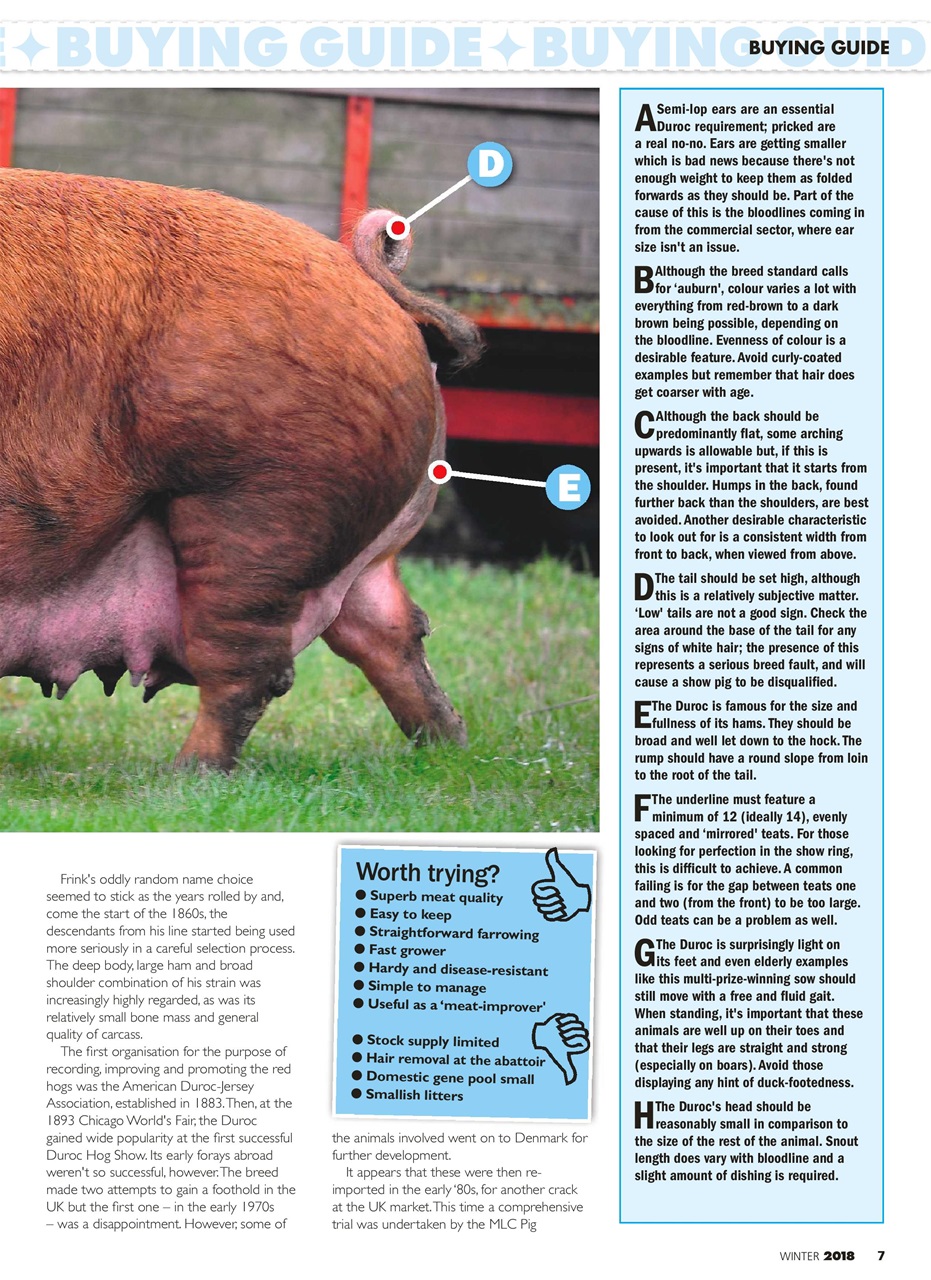 Practical Pigs Preview Pages