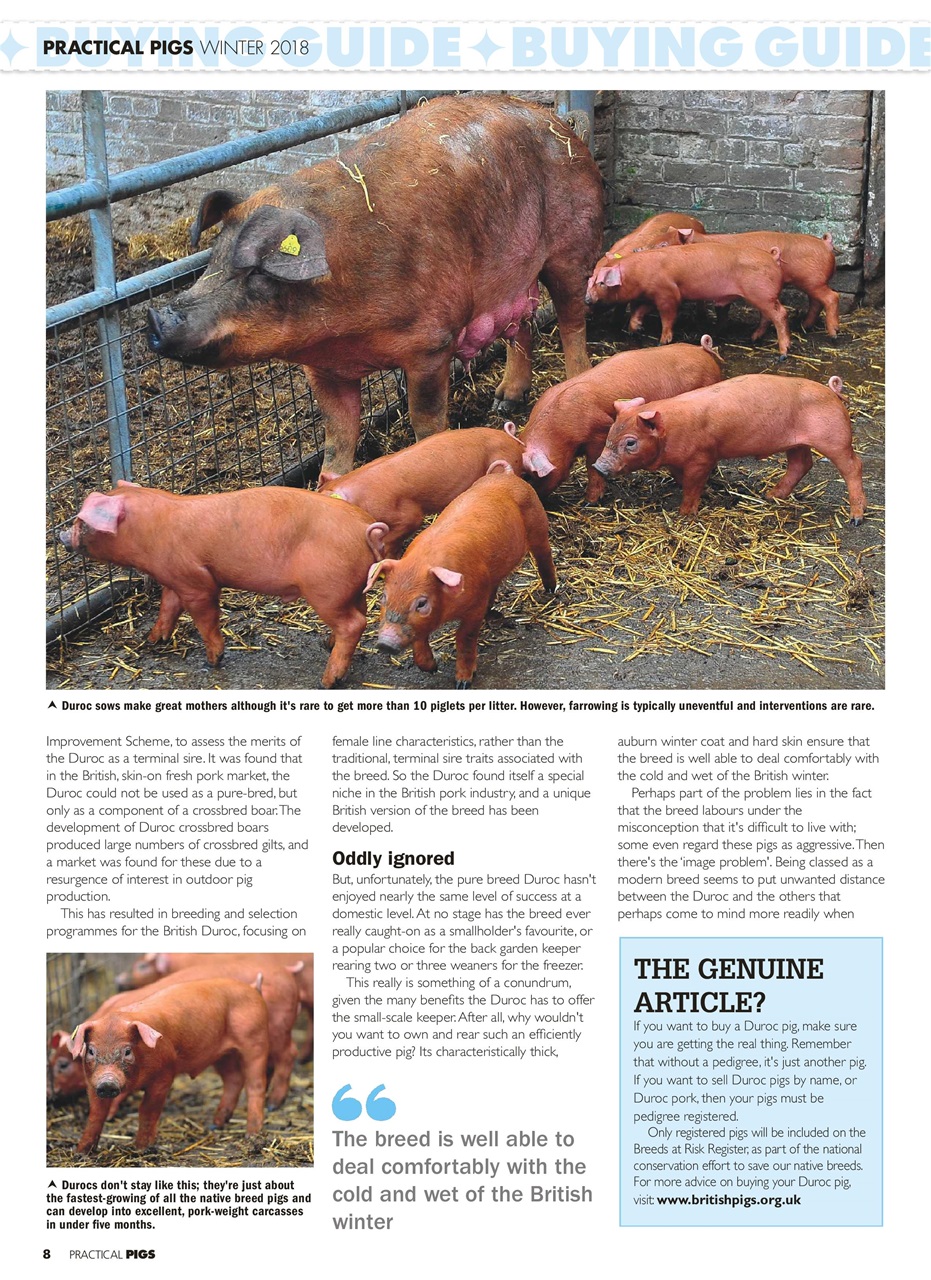 Practical Pigs Preview Pages