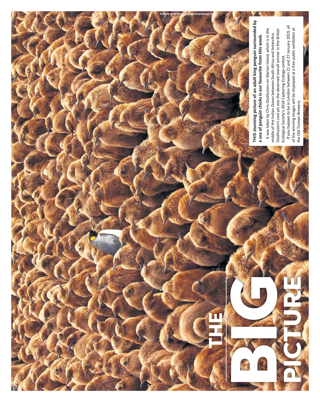 First News Preview Pages