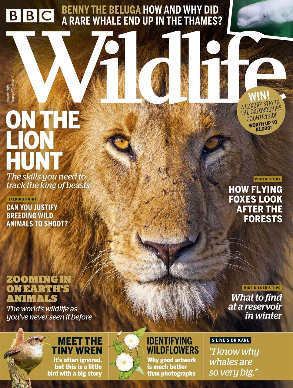 BBC Wildlife Magazine Preview Pages
