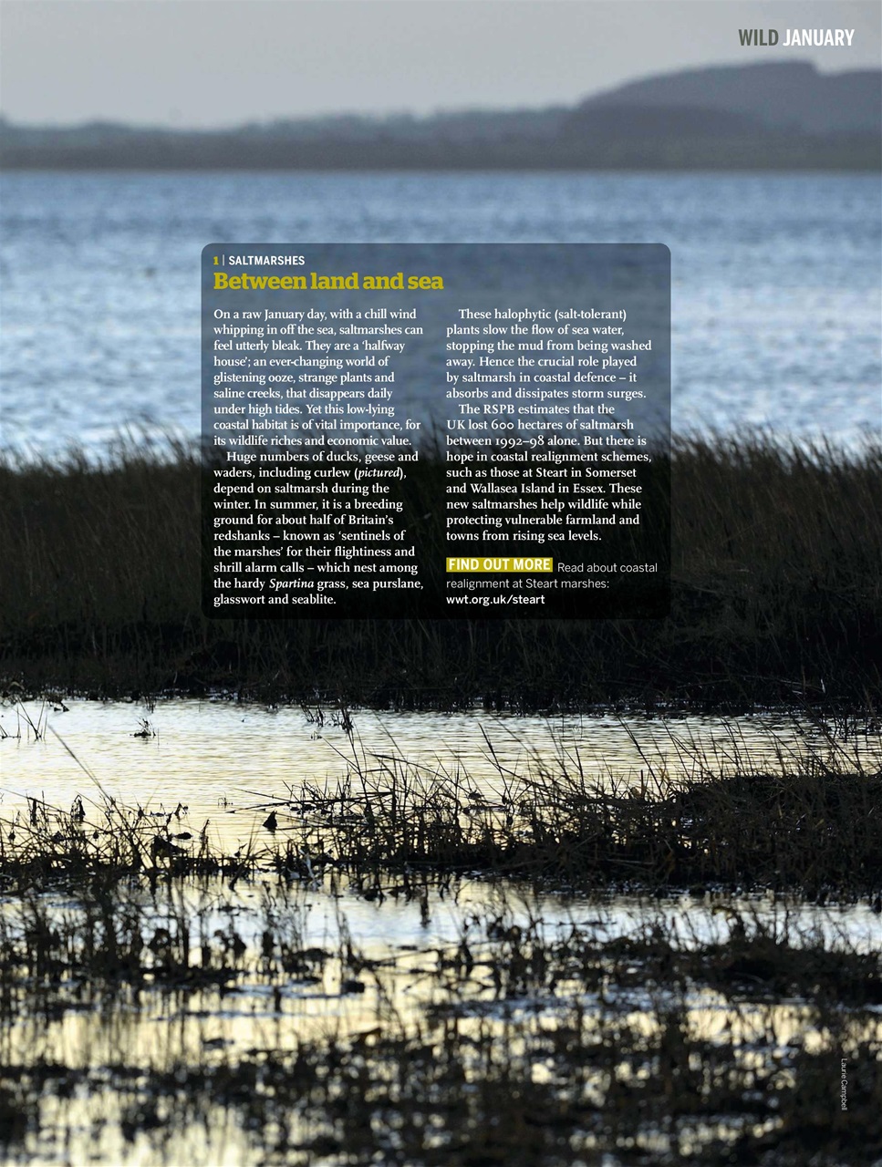 BBC Wildlife Magazine Preview Pages