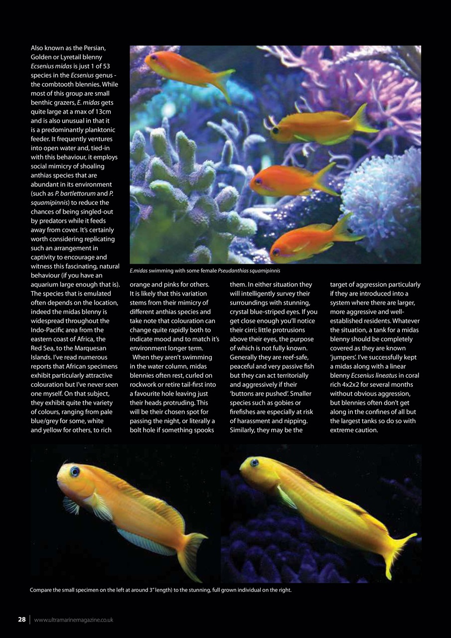 UltraMarine Magazine Preview Pages