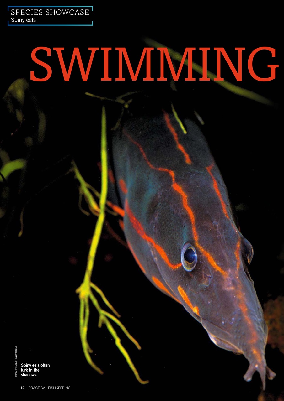 Practical Fishkeeping Preview Pages