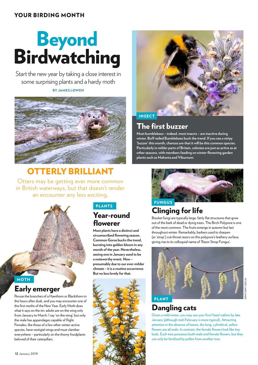 Bird Watching Preview Pages