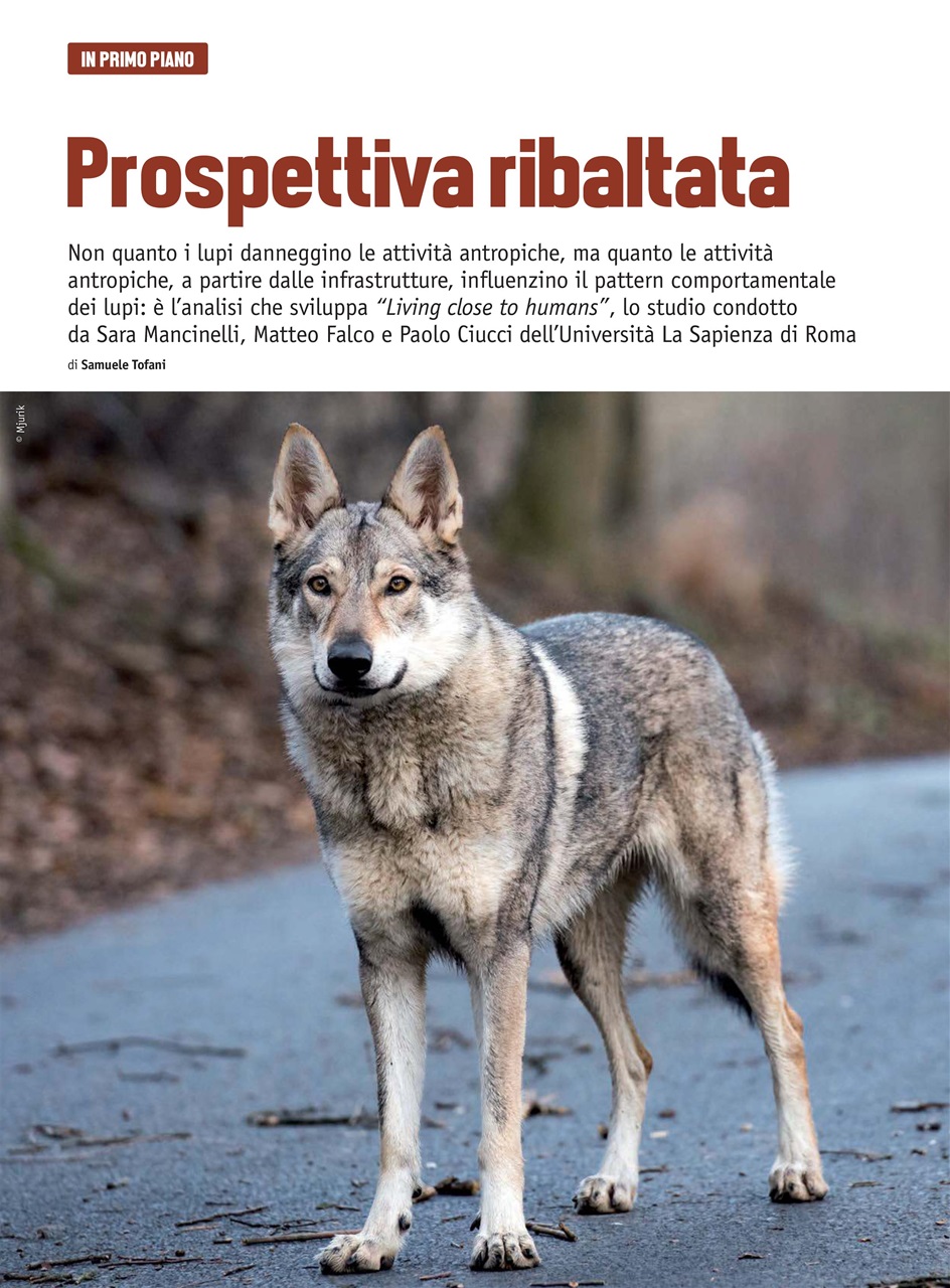 Caccia Magazine Preview Pages