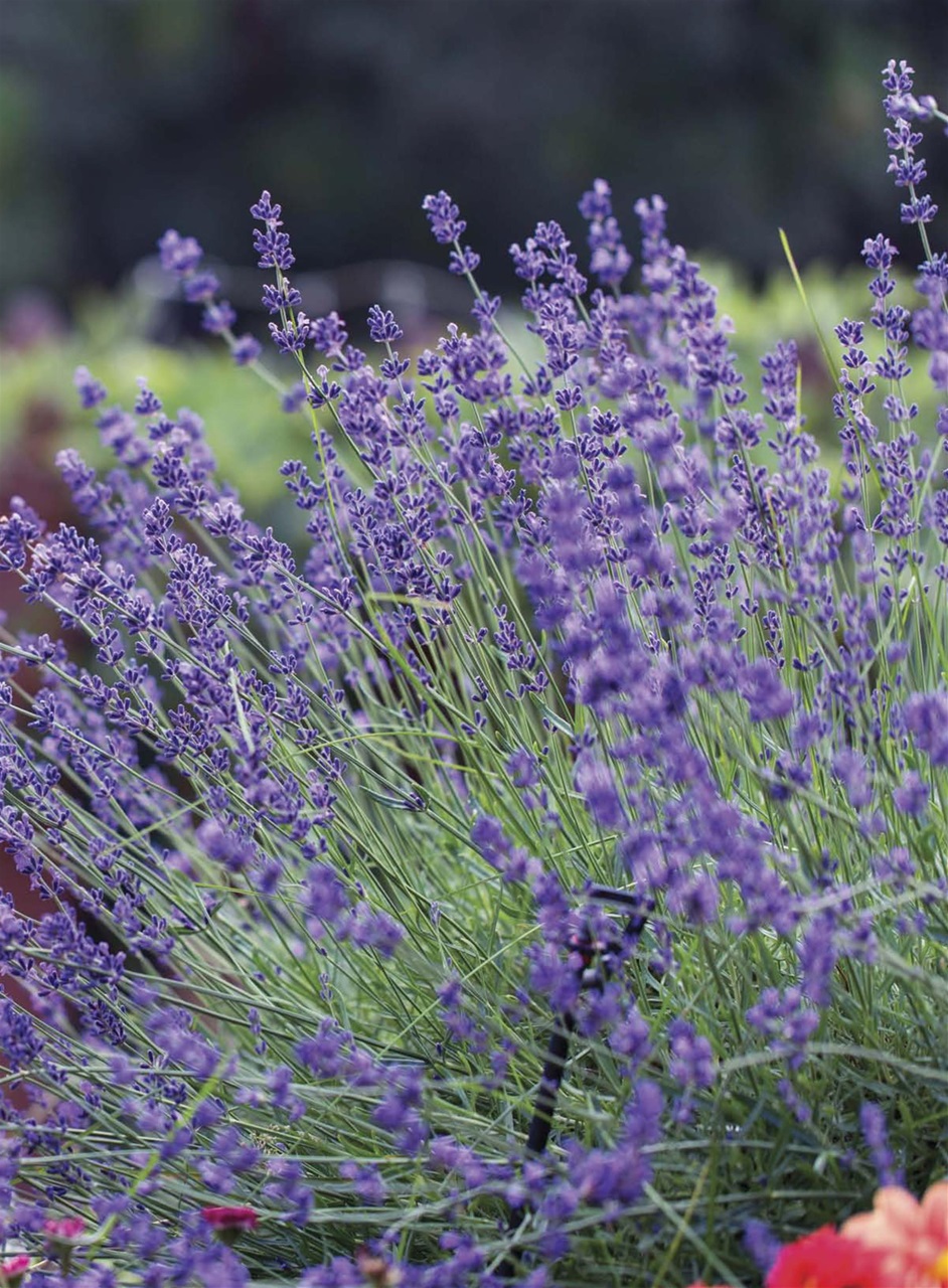 Hobby Farms Magazine Preview Pages