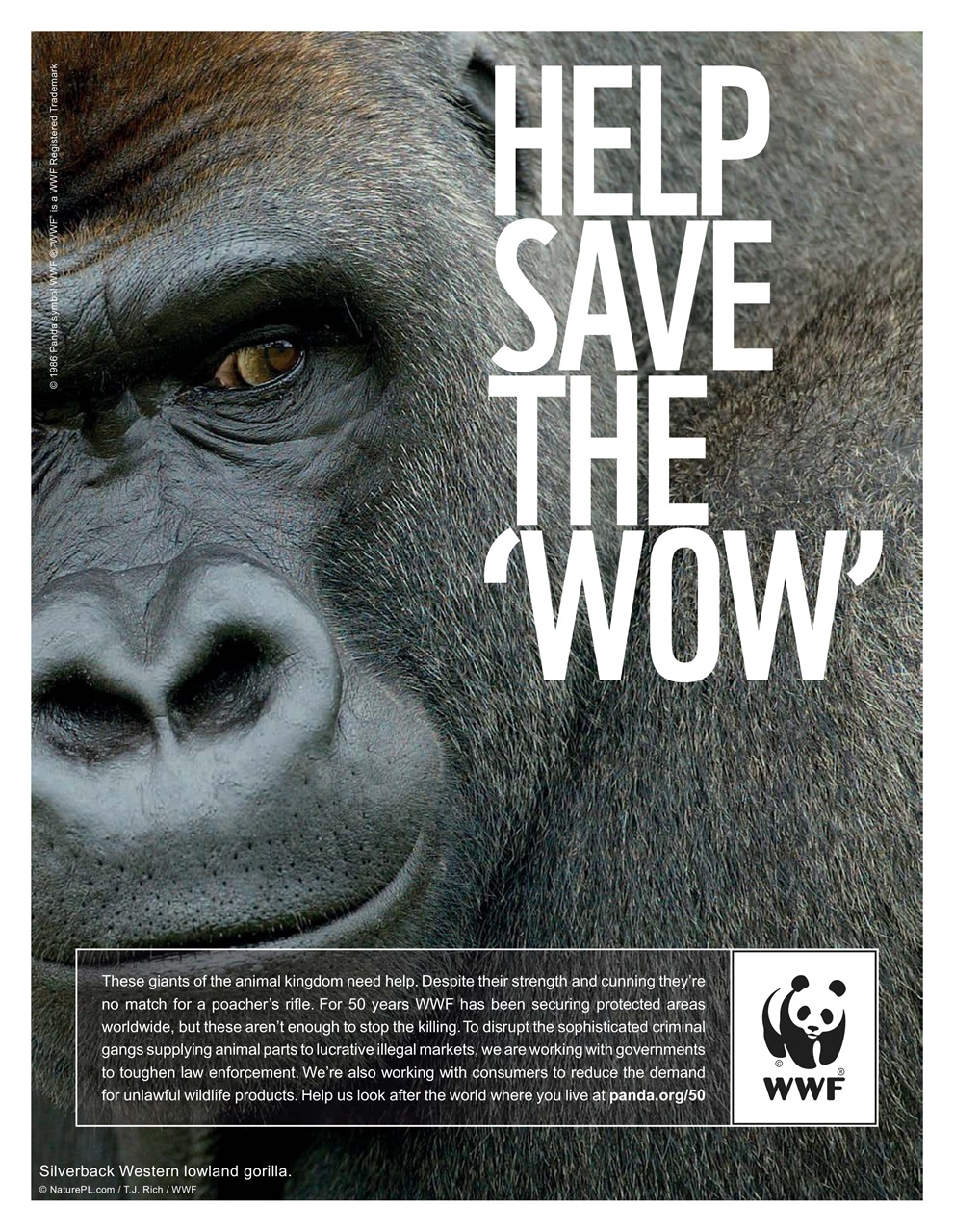 Newsweek International Preview Pages