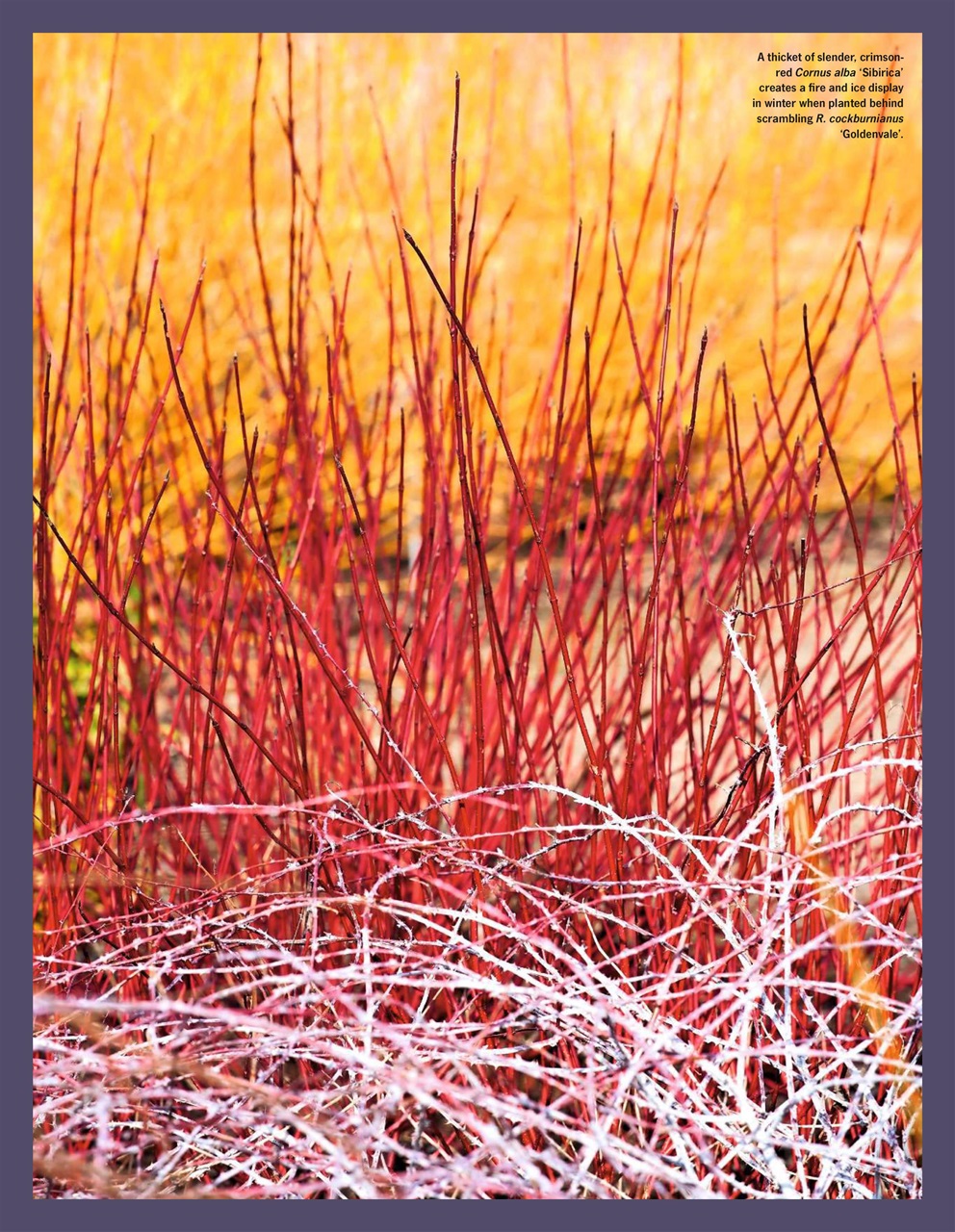 LandScape Preview Pages