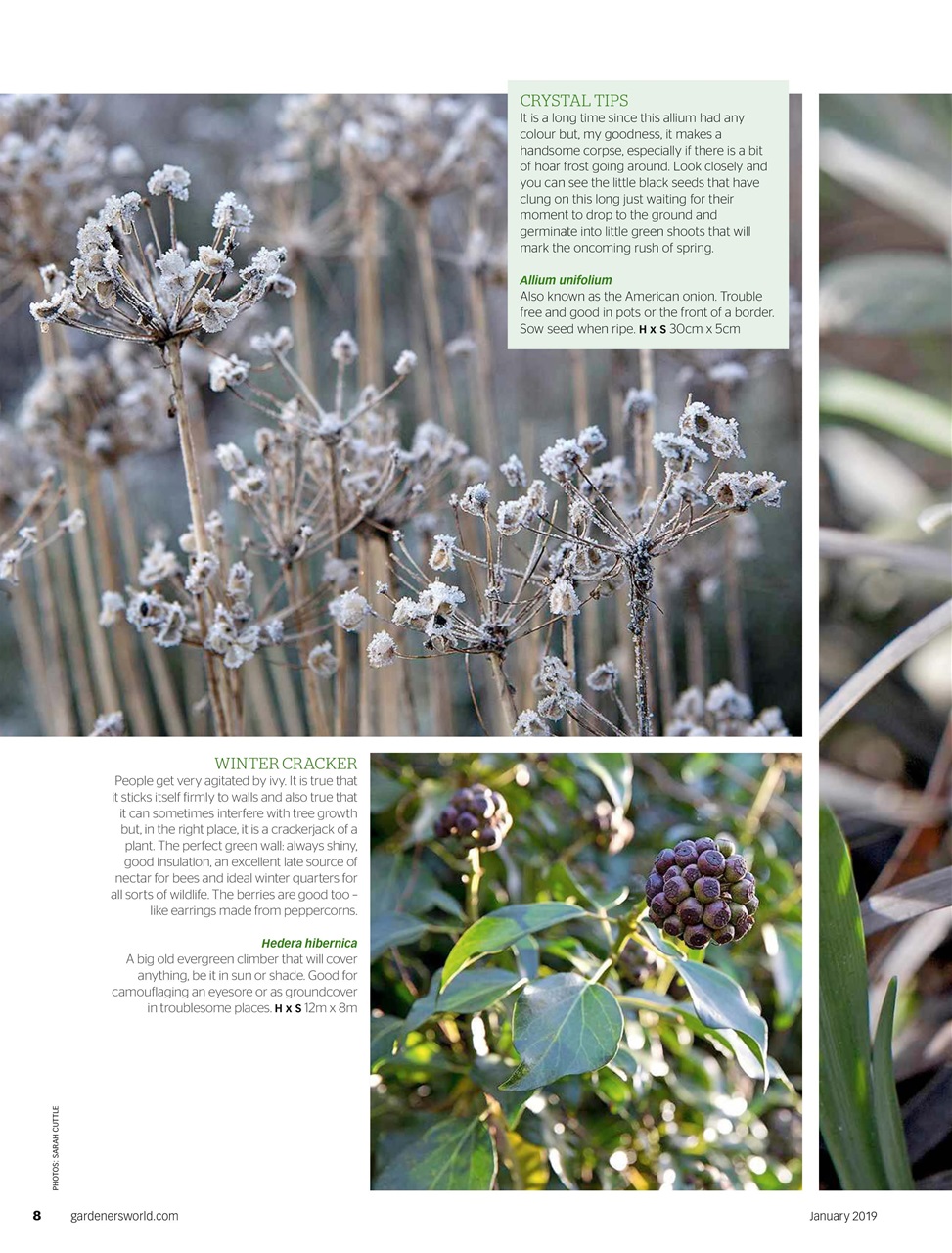 BBC Gardeners’ World Magazine Preview Pages
