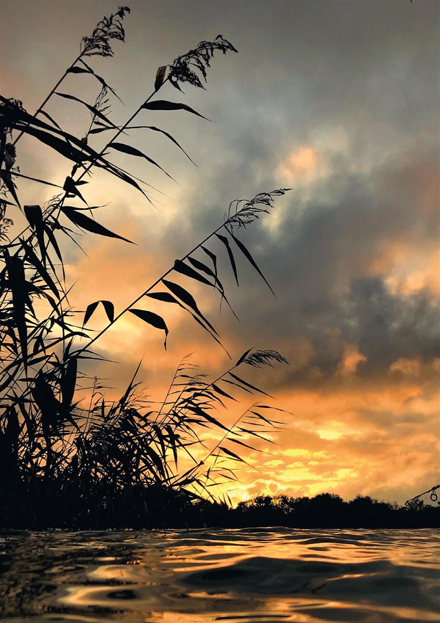 Carpworld Preview Pages