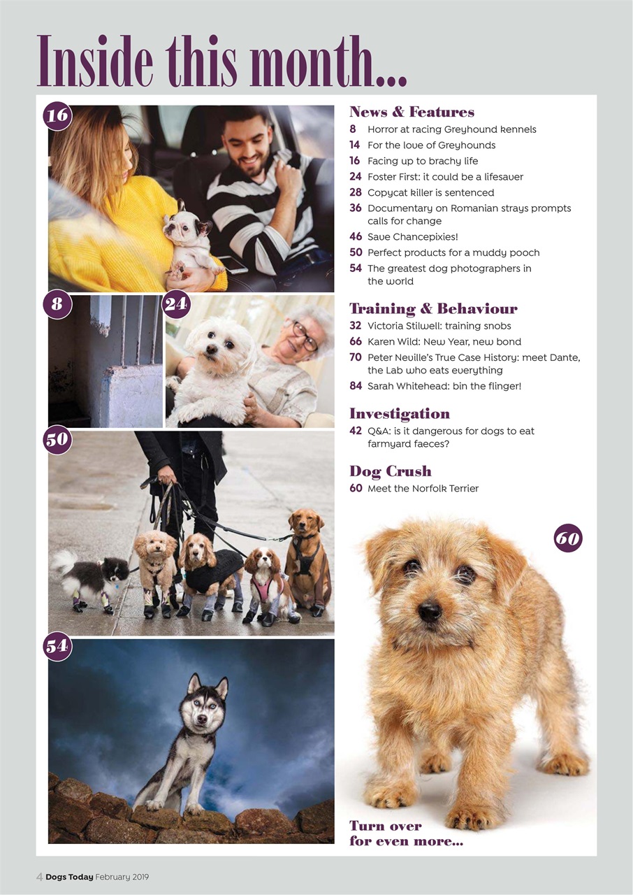 Dogs Today Magazine Preview Pages