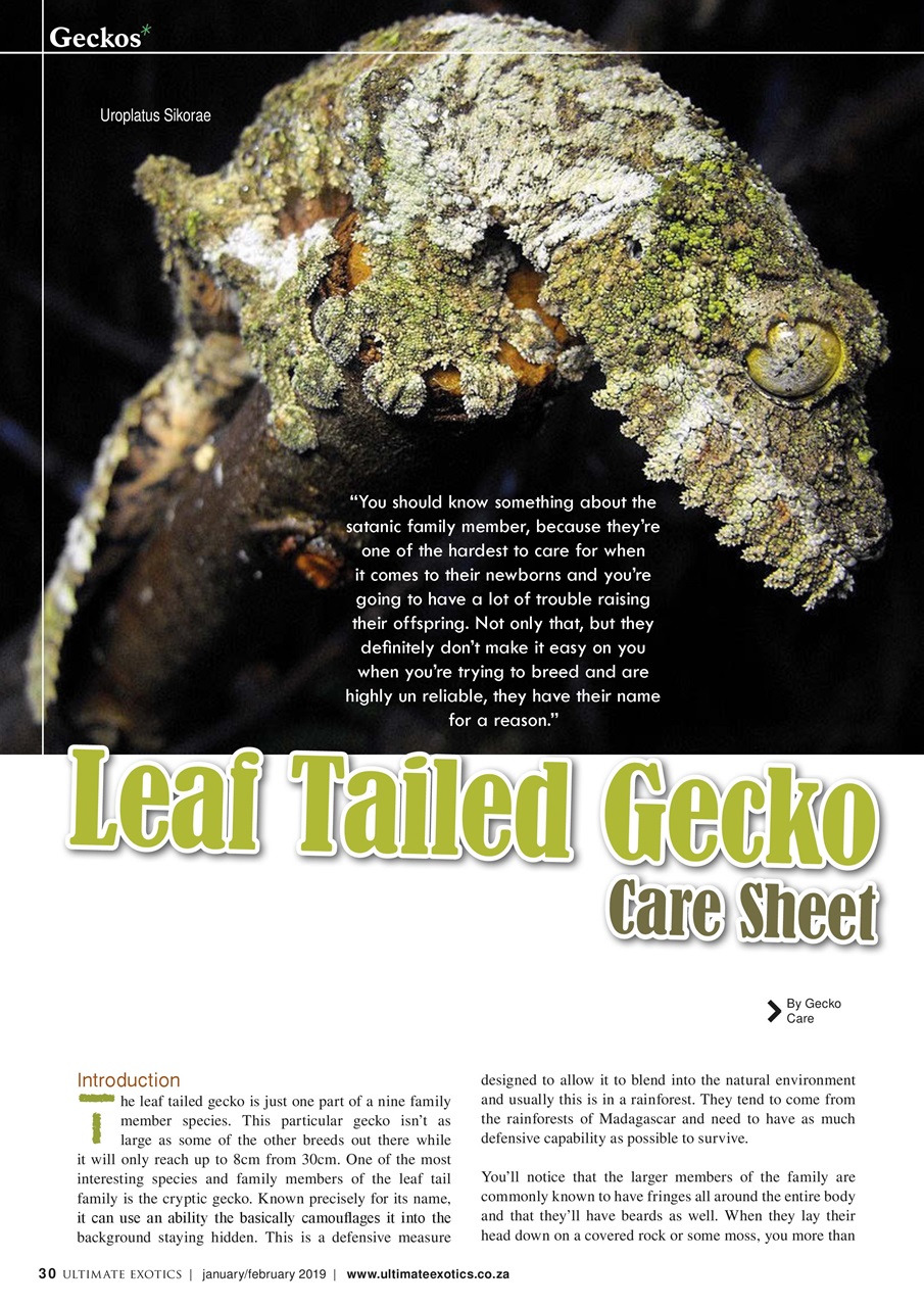 Ultimate Exotics Preview Pages