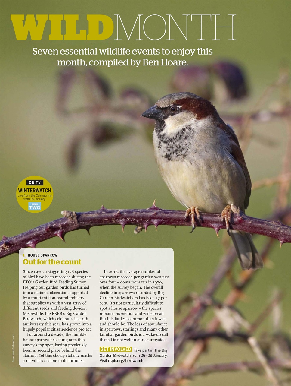 BBC Wildlife Magazine Preview Pages