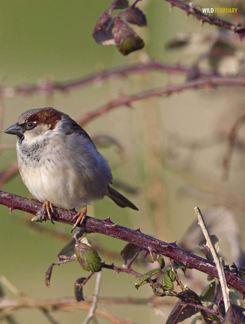 BBC Wildlife Magazine Preview Pages