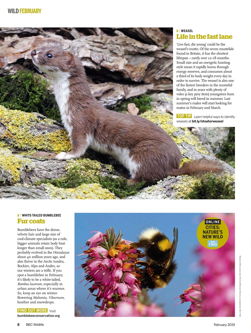 BBC Wildlife Magazine Preview Pages