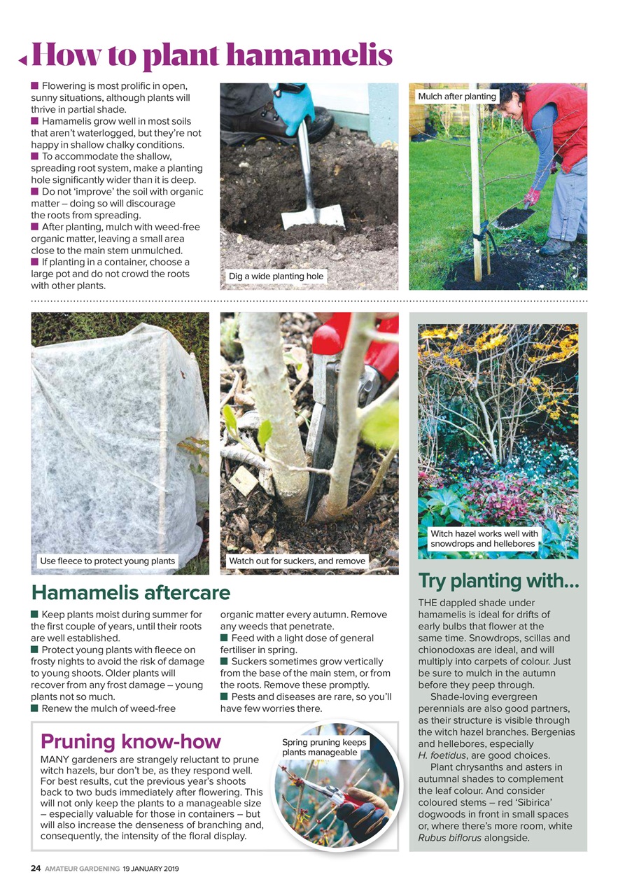 Amateur Gardening Preview Pages