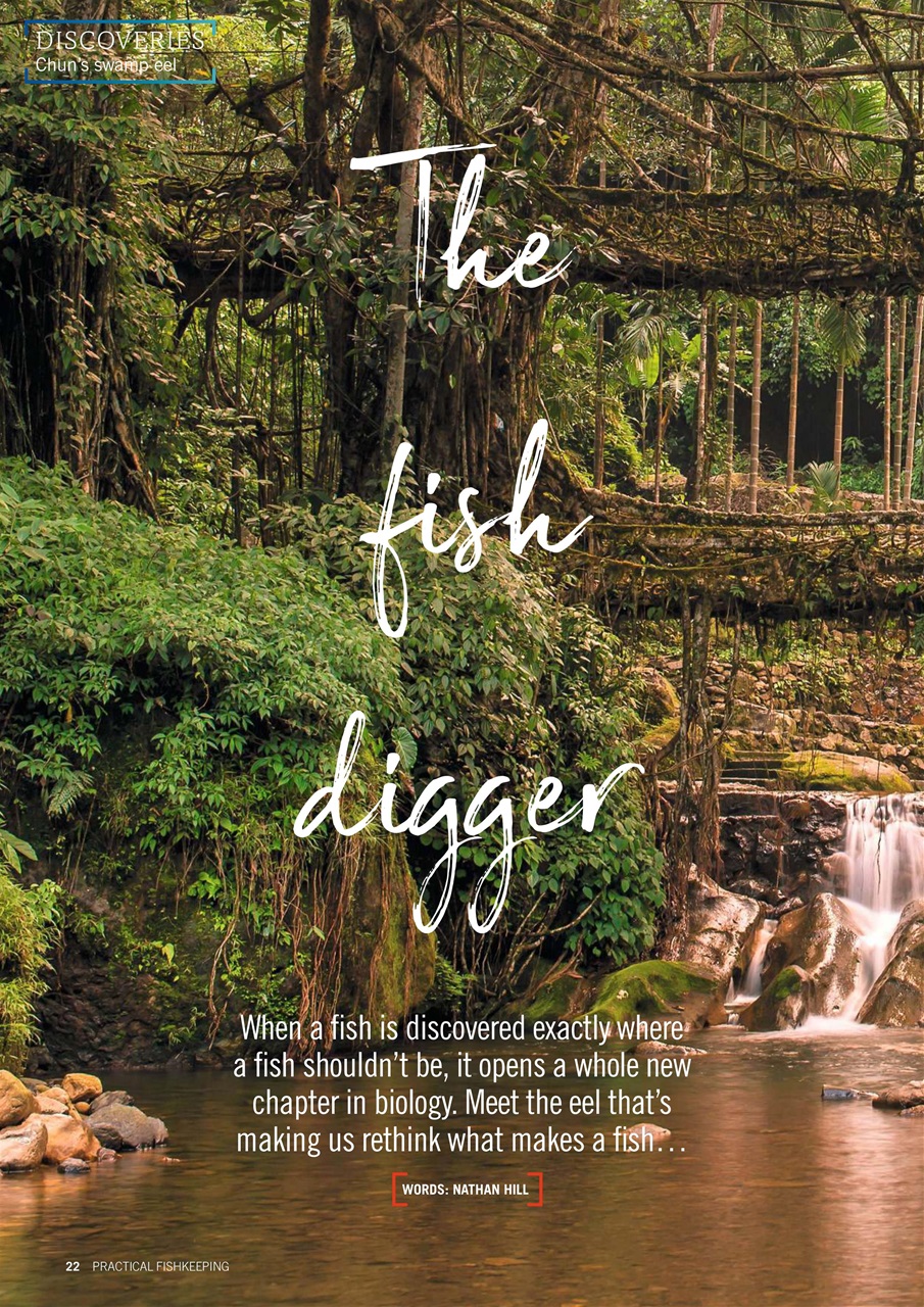 Practical Fishkeeping Preview Pages