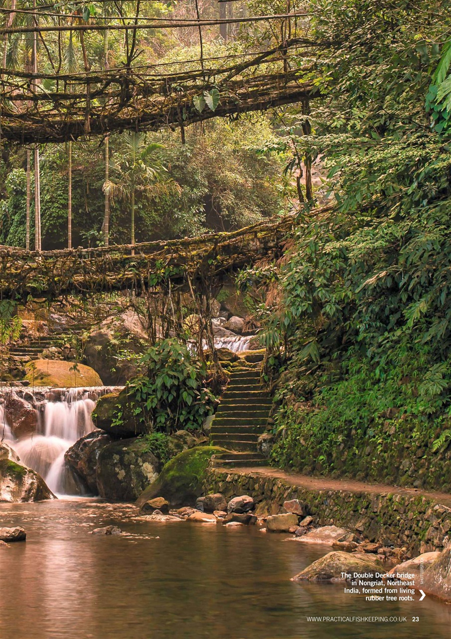 Practical Fishkeeping Preview Pages