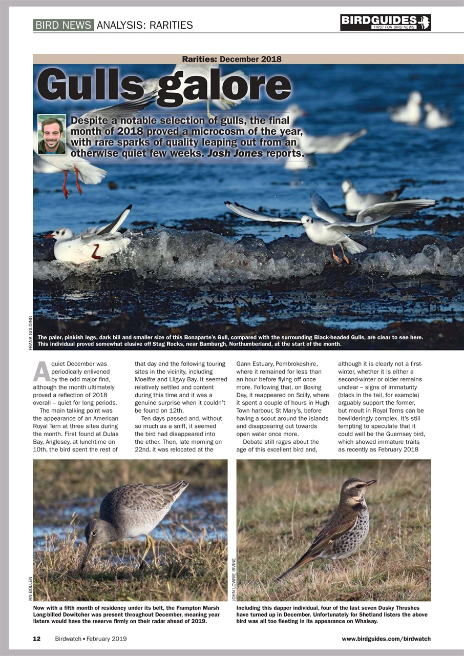 Birdwatch Magazine Preview Pages