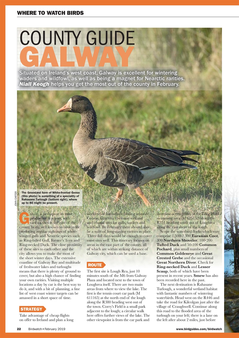 Birdwatch Magazine Preview Pages