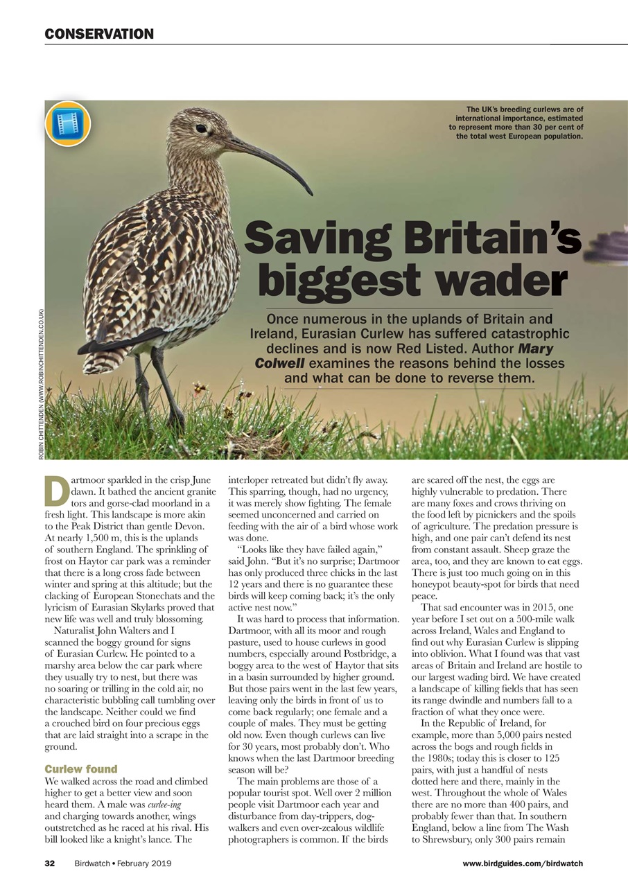 Birdwatch Magazine Preview Pages