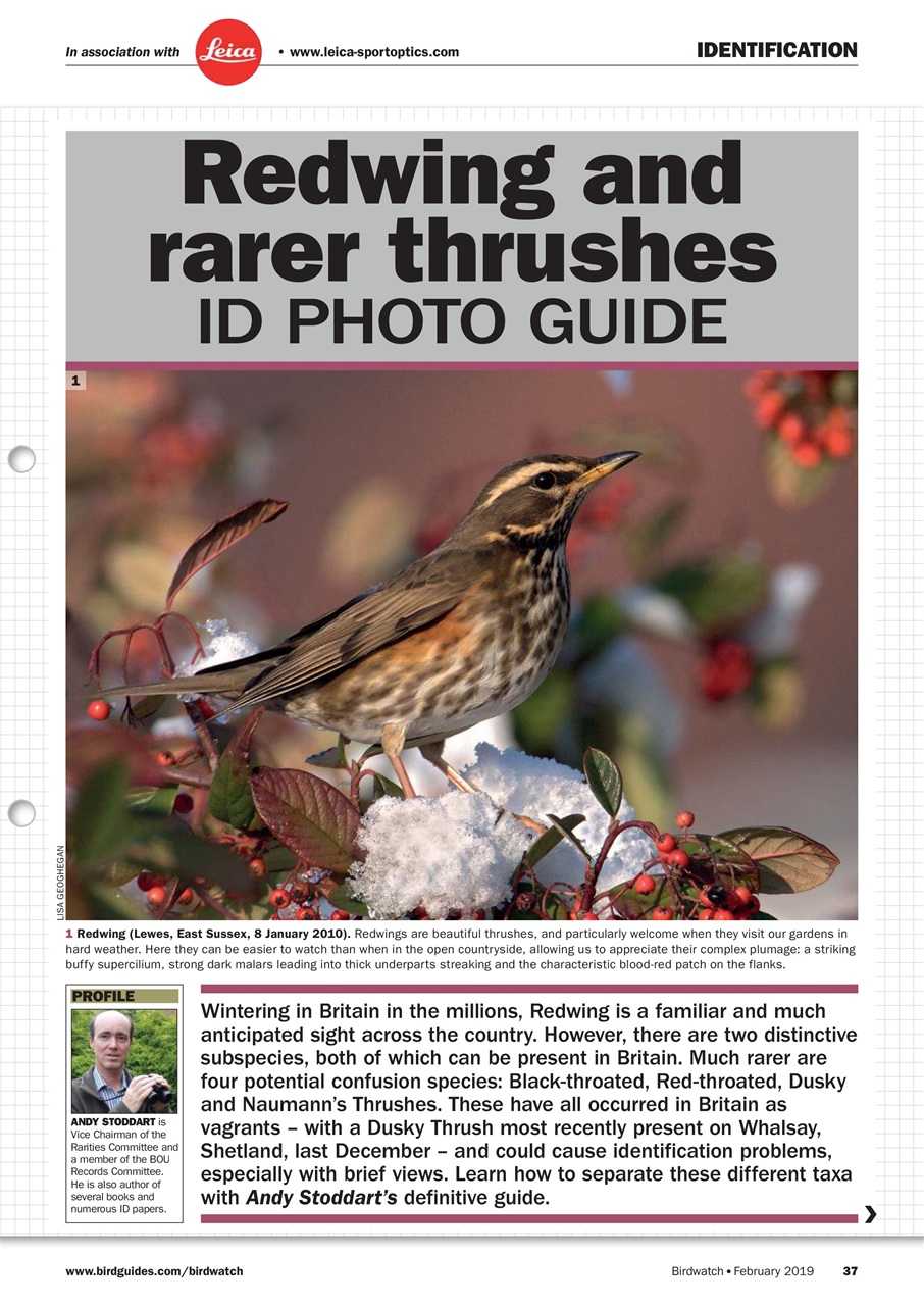 Birdwatch Magazine Preview Pages
