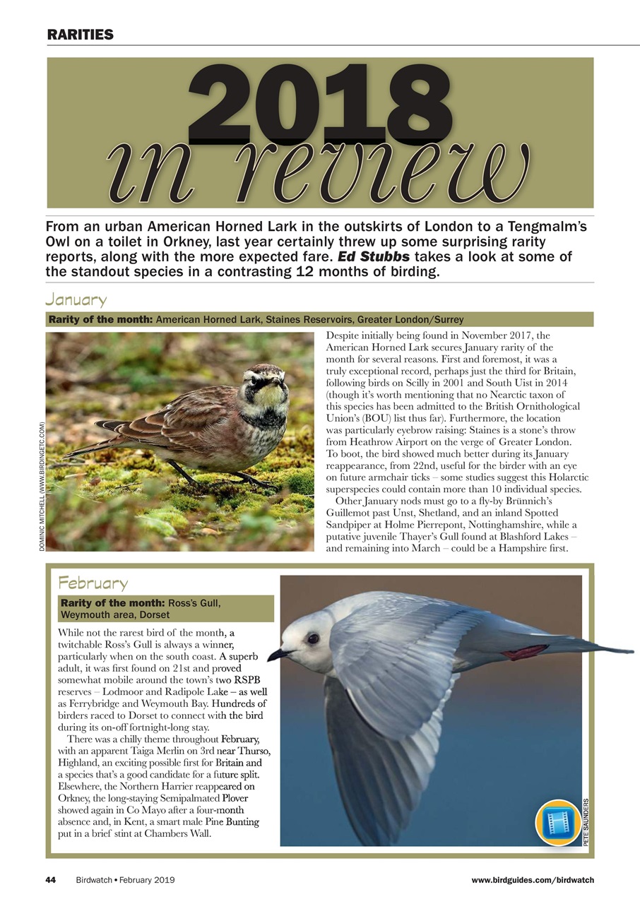 Birdwatch Magazine Preview Pages