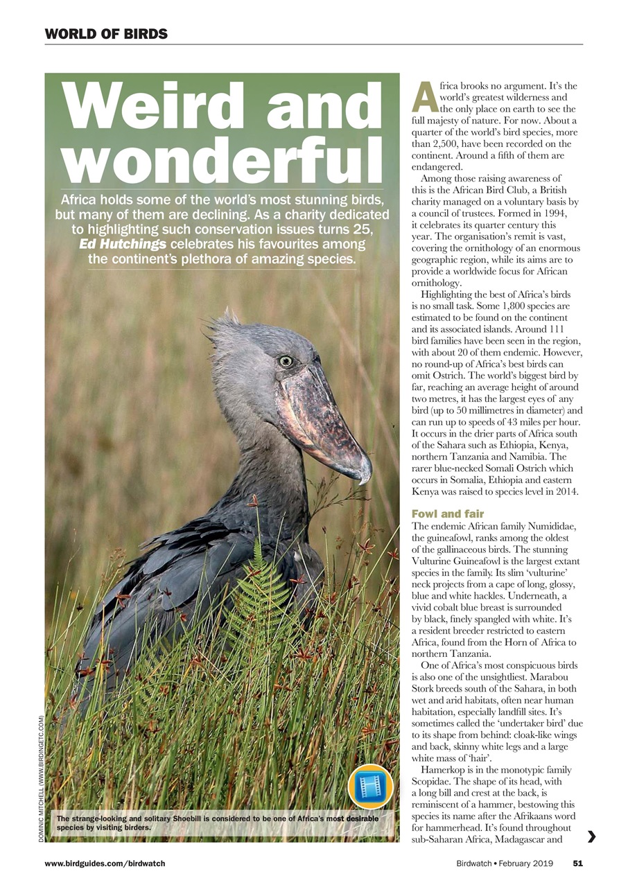 Birdwatch Magazine Preview Pages