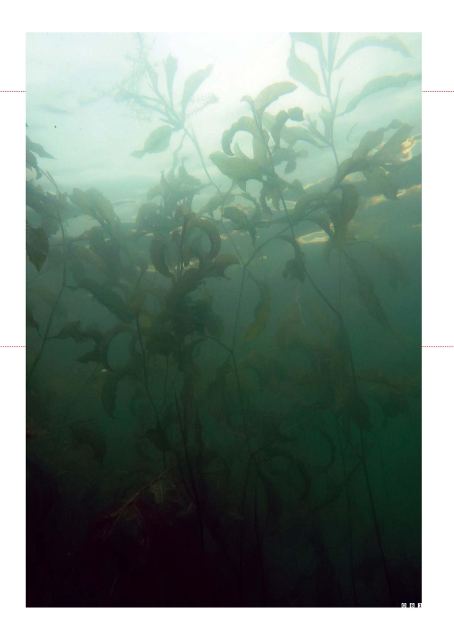 CARPology Magazine Preview Pages