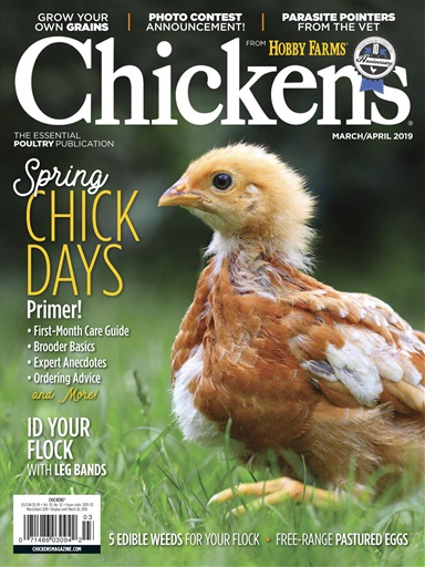 Chickens Magazine issue 
