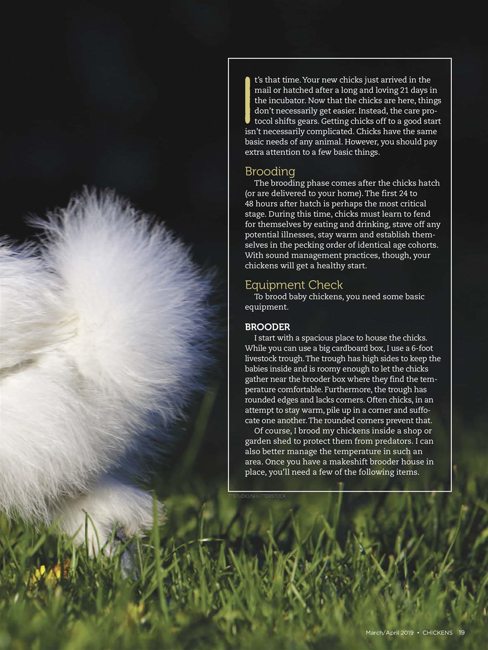 Chickens Magazine Preview Pages