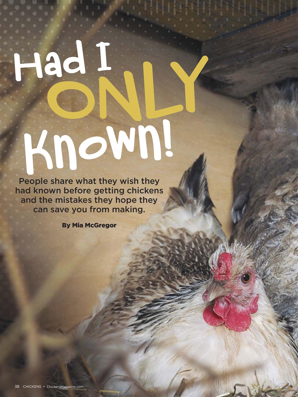 Chickens Magazine Preview Pages