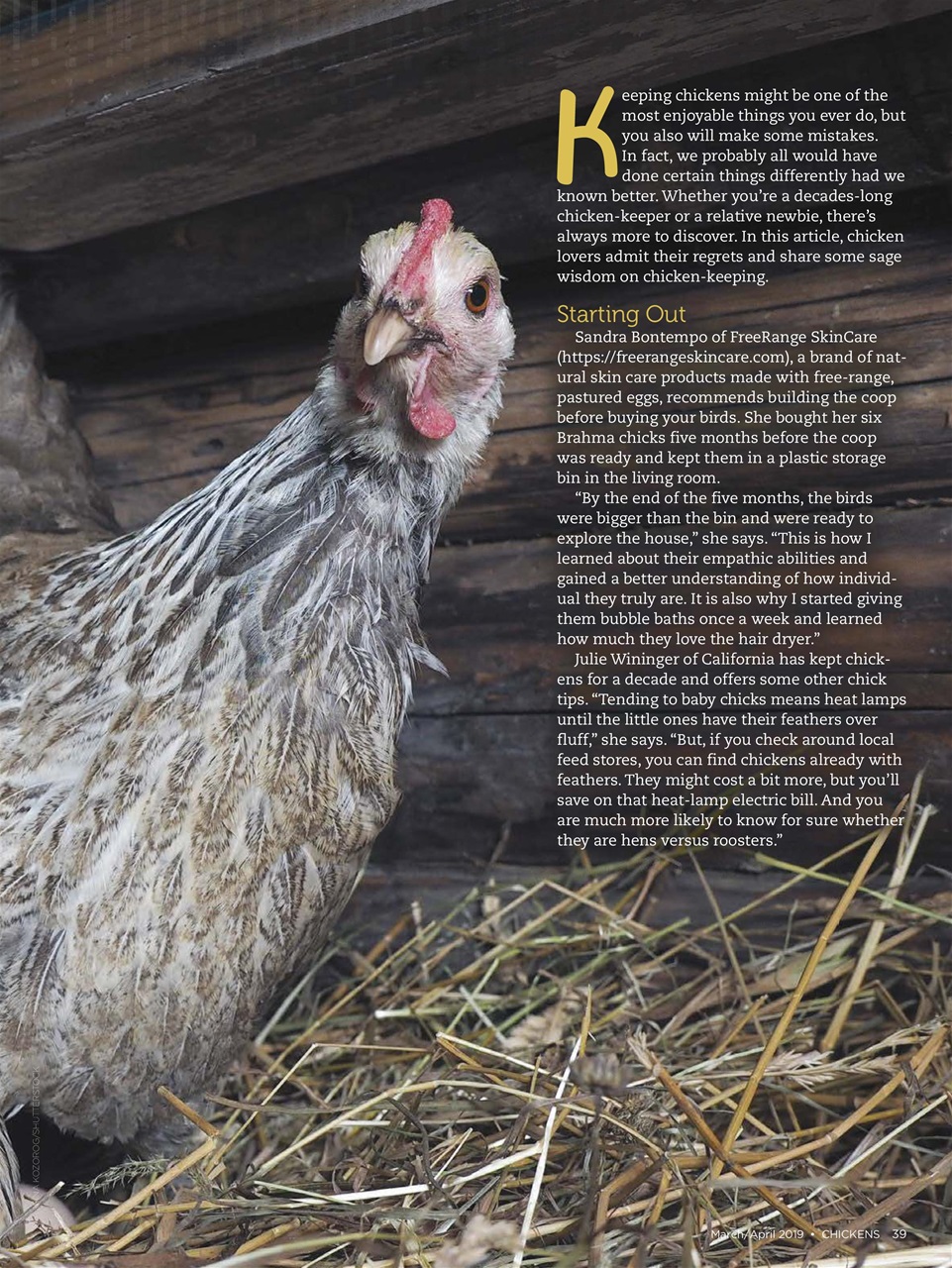 Chickens Magazine Preview Pages