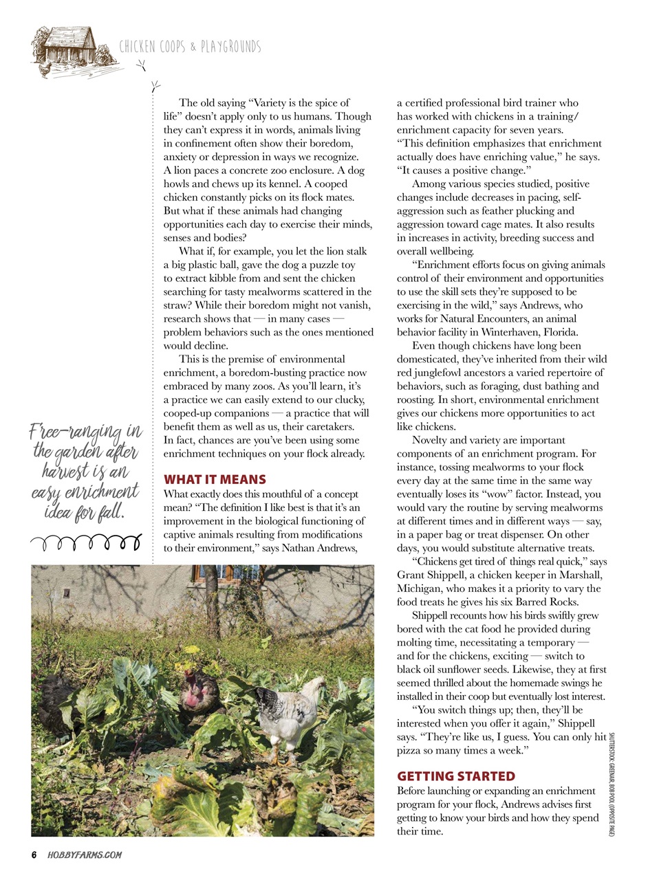 Chickens Magazine Preview Pages