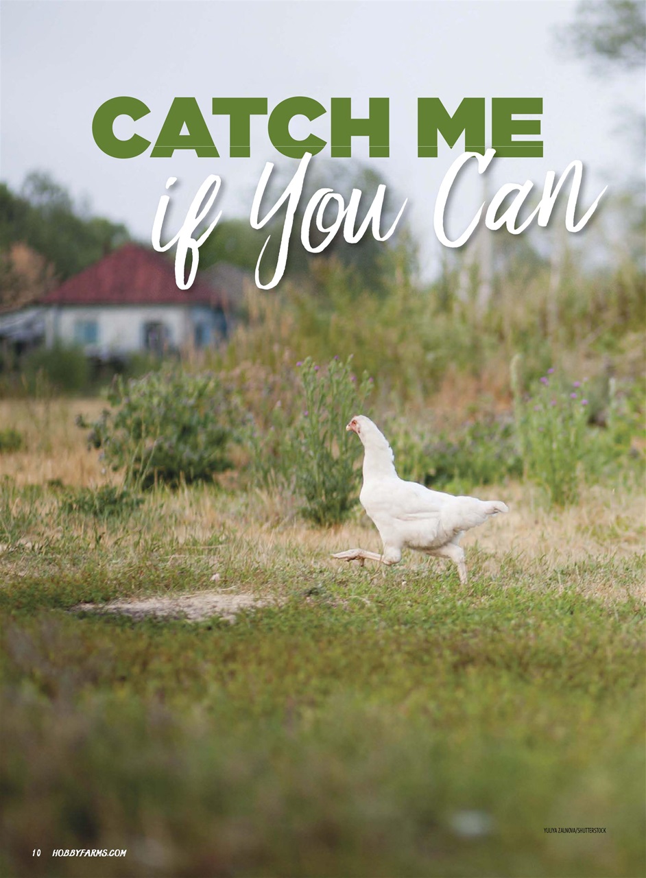 Chickens Magazine Preview Pages