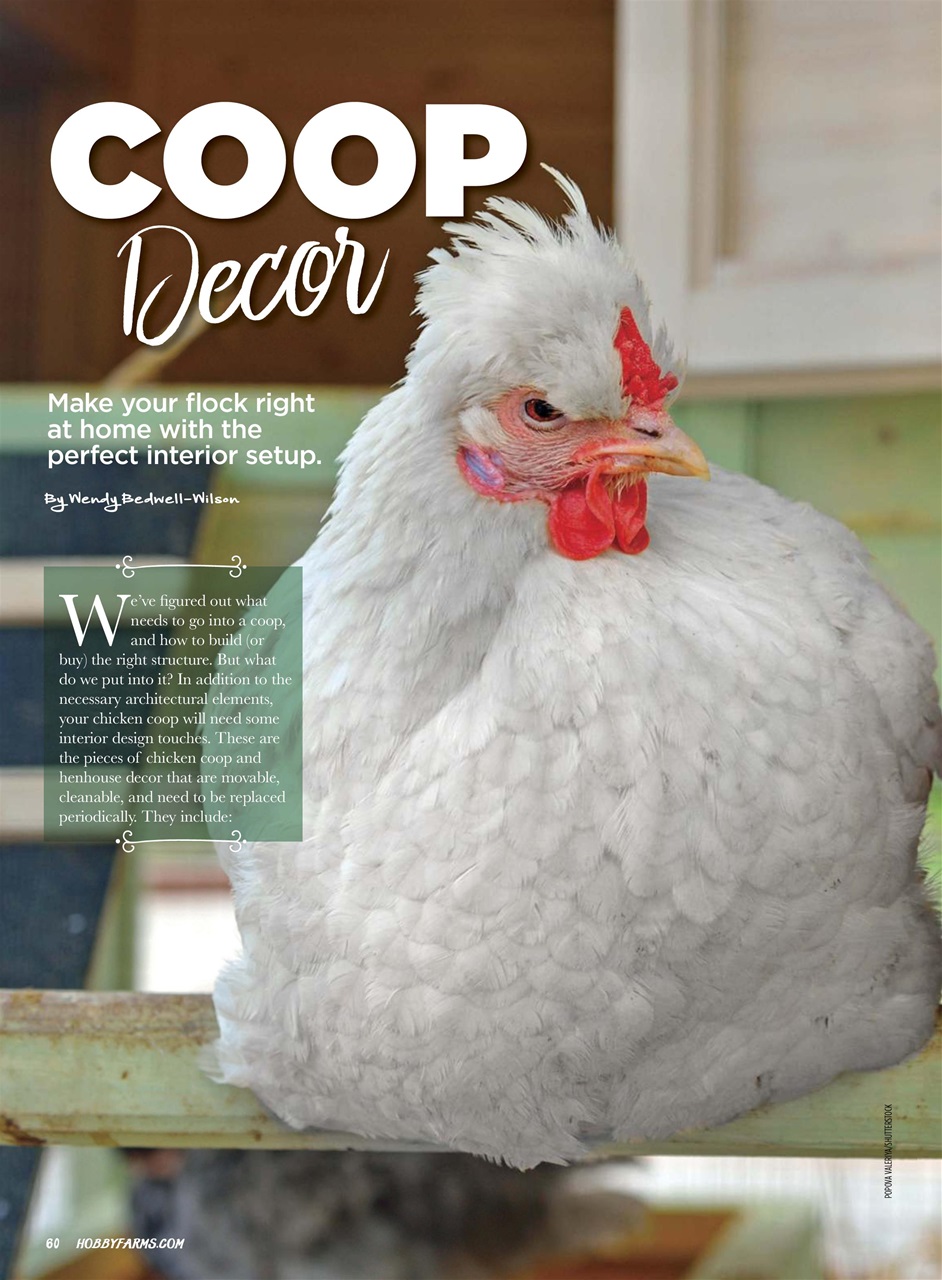 Chickens Magazine Preview Pages