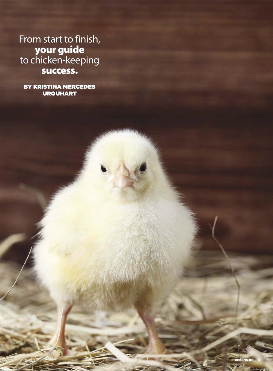 Chickens Magazine Preview Pages