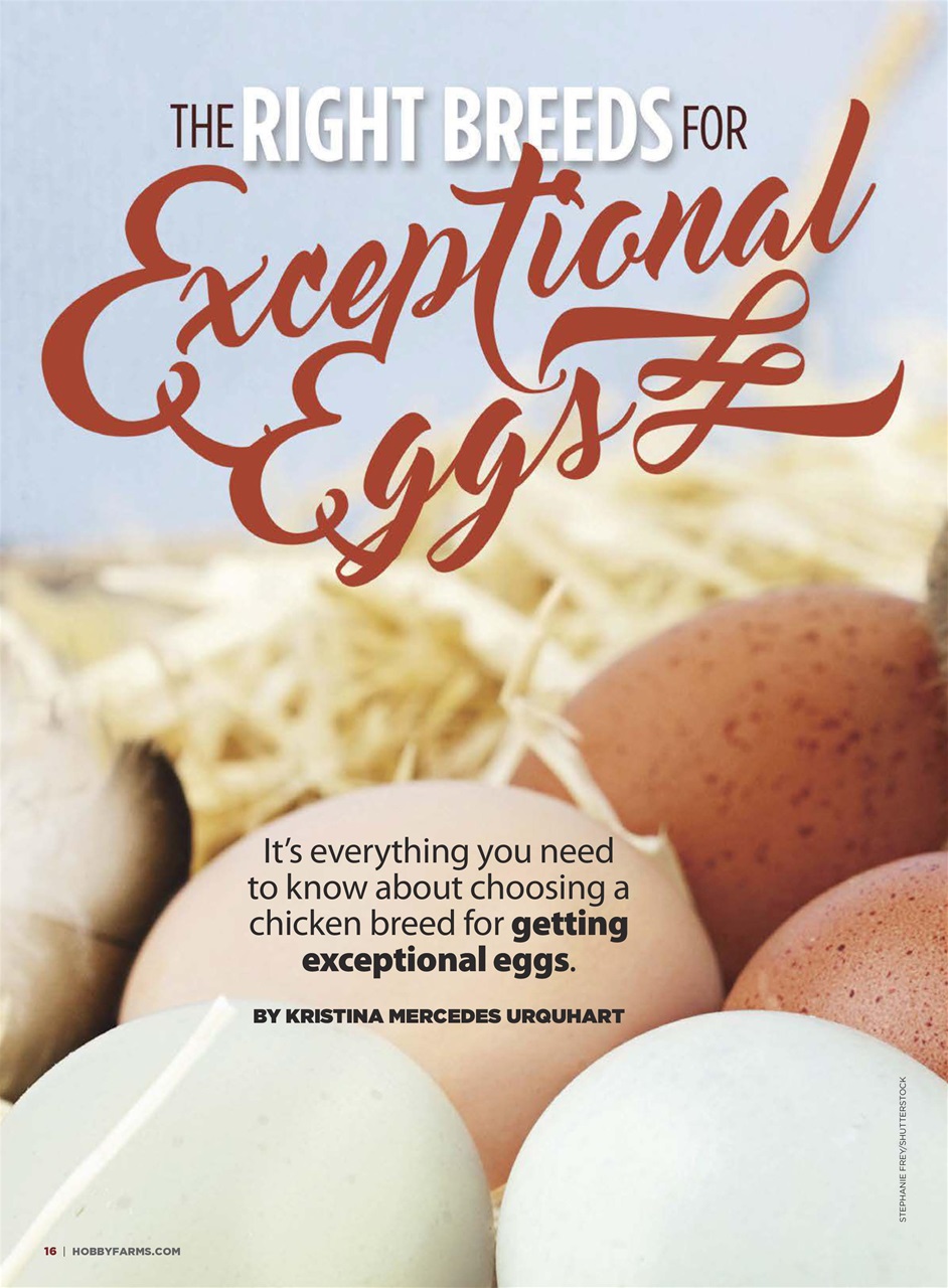 Chickens Magazine Preview Pages